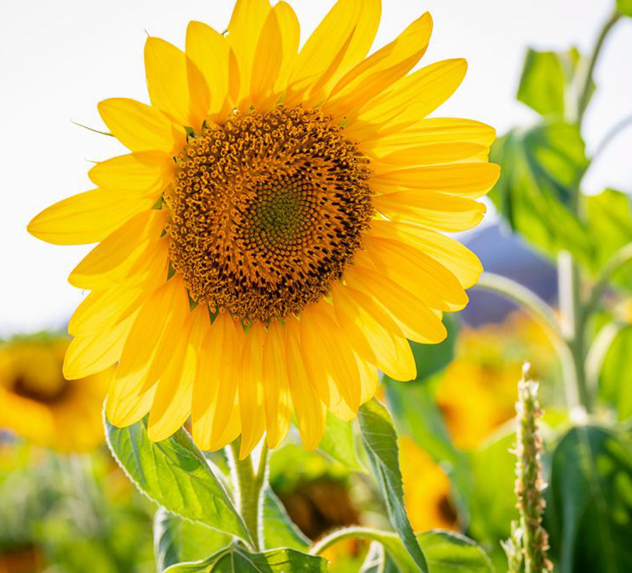 光照度傳感器的應(yīng)用